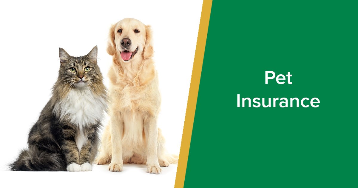 pet insurance